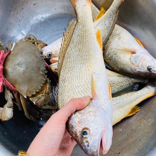 海鲜精选东山海鲜61活鲜春籽鱼顺丰冷链肉质细嫩推荐酱油水煮粥满满