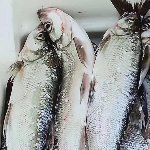 千岛湖野生翘嘴鱼预售一条约500g750g