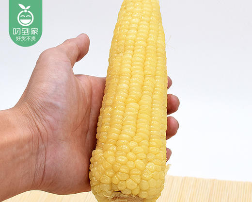 【到手2袋】思粘东北白珍珠粘糯玉米/1份（4棒装*2袋，2袋共约1140g）生产日期：25年9月 商品图1