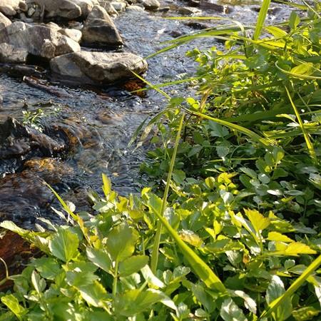 野生水芹 | 合作生产* Wild cress | Coproduction 商品图3