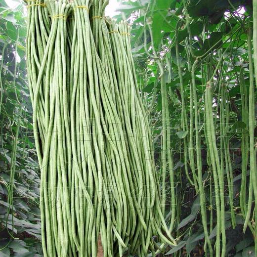 【城·食配】基地豇豆 约1斤/把 商品图2