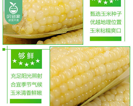 【到手2袋】思粘东北白珍珠粘糯玉米/1份（4棒装*2袋，2袋共约1140g）生产日期：25年9月 商品图4