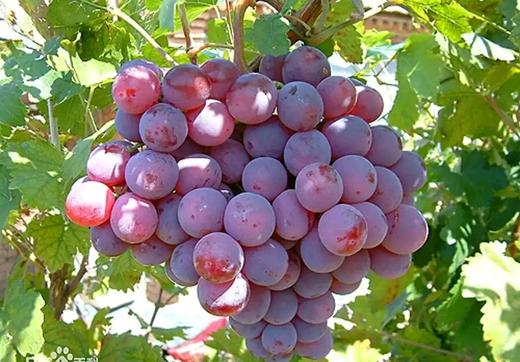 【抗疫助农 为民服务】三坪农场红提鲜葡萄7公斤特惠59.8元抢 商品图0