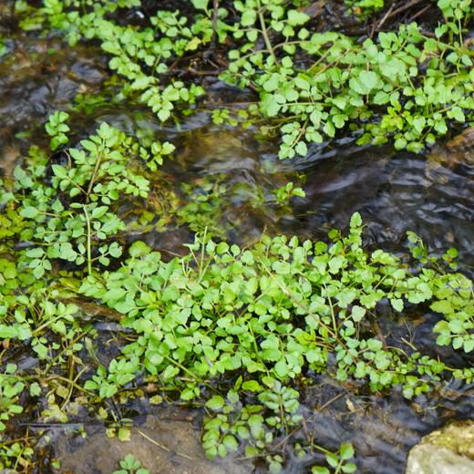 野生水芹 | 合作生产* Wild cress | Coproduction 商品图2