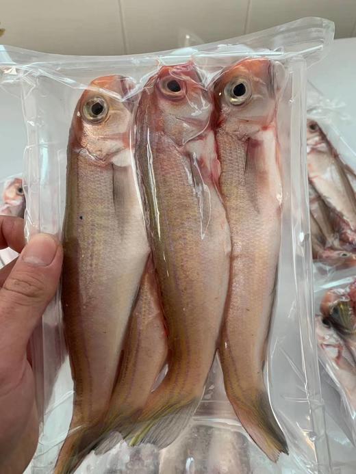 浅海马头鱼约1斤13斤份ydx