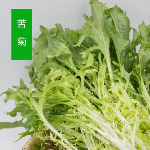 苦菊(约500g)