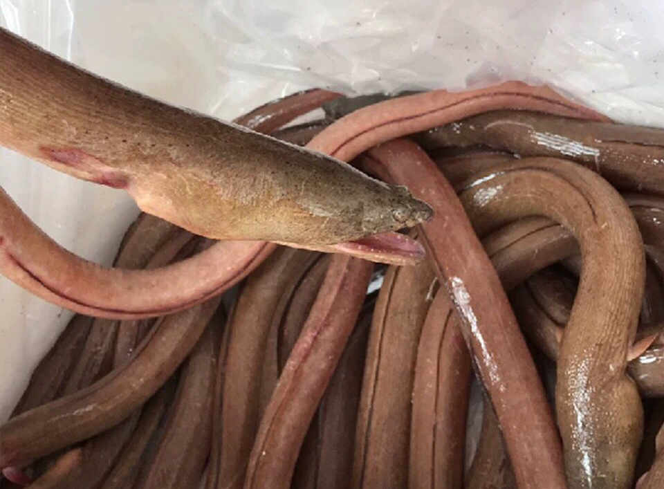 海鲜精选东山海鲜61野生活鲜土龙讨海人强身健体的秘诀土龙汤腰伤