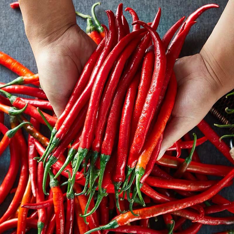 红线椒 (30斤起订)
