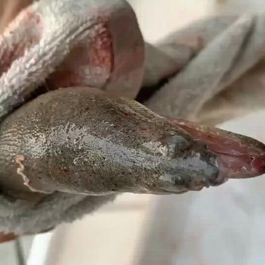 【海鲜精选】东山海鲜•野生活鲜土龙 讨海人强身健体的秘诀 土龙汤 腰伤骨伤就喝它 商品图0