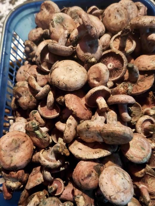 野生小扣子乌寒菌1斤装 商品图7