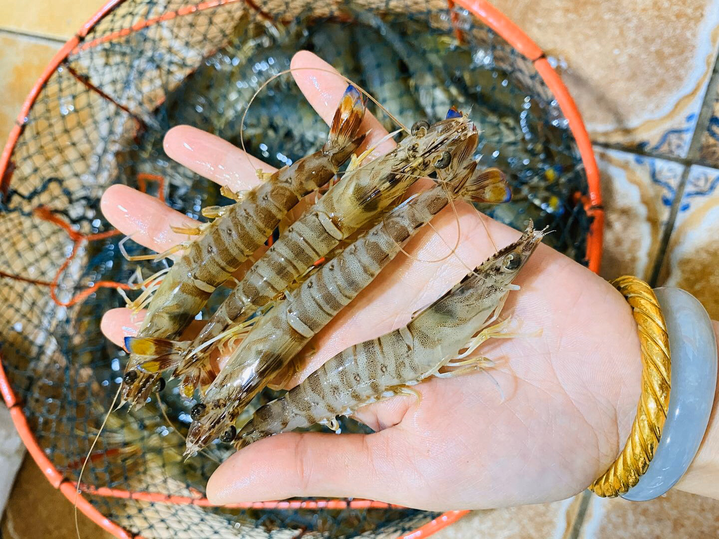 【海鲜精选】东山海鲜活鲜青节虾 野生海虾类中 颜值较高 口感又甜又
