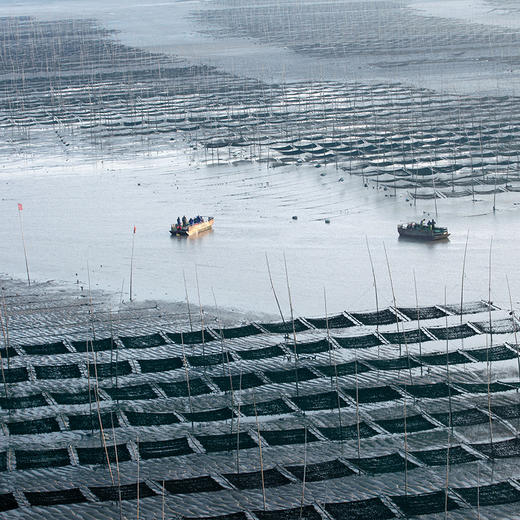 【五谷未来】低钠有机头水紫菜，更细更嫩更适合宝宝 商品图2