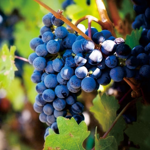 北纬纯净食品│新疆原味黑加仑葡萄干300g 商品图4