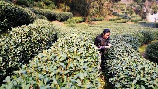 2026年明前老树狮峰龙井  正宗西湖龙井，认准官方茶标 商品图4