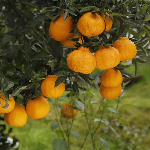 高山不知火丑橘8斤中果送1斤 彩箱装 (18个以内)