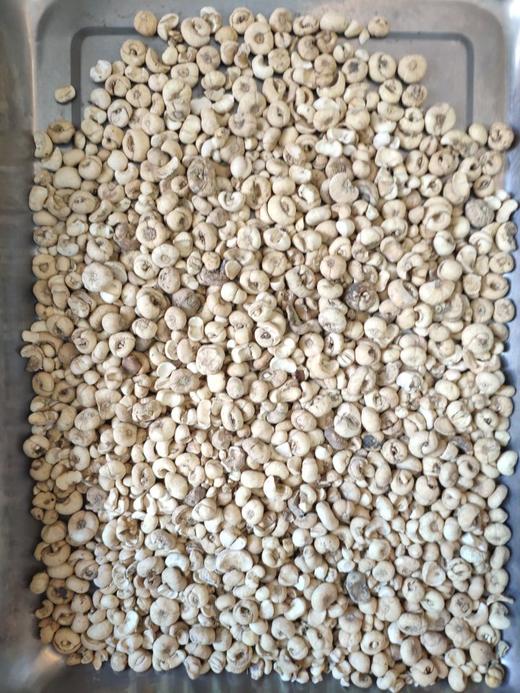 中药材批发 平贝母 东北  1000克/500克 商品图0