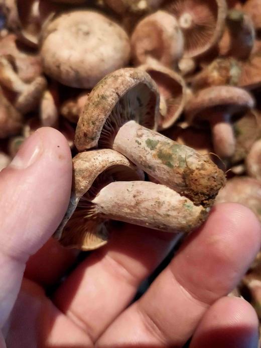 野生小扣子乌寒菌1斤装 商品图8