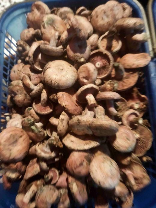 野生小扣子乌寒菌1斤装 商品图6