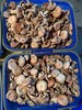 野生小扣子乌寒菌1斤装 商品缩略图2