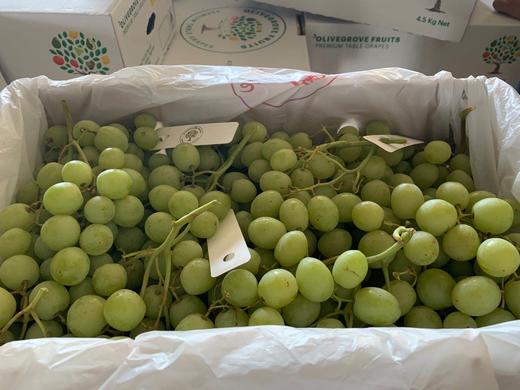 一票难求！火到爆！澳洲•甜地球青提咬起来都能听到嗷嗷脆[色]，纯甜哒～脆甜爽口，无籽多汁，一口一个，过瘾[嘿哈]。营养美味两不误 商品图5