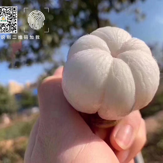 泰国空运4A山竹，5斤礼盒装一箱 商品图7