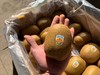 2025首批新西兰🇳🇿佳沛金果，宝宝每天一个，维生素满满的 商品缩略图3