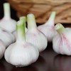 【5.98元2斤】鲜蒜（1500206） 商品缩略图0