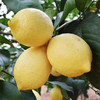 维C满满·黄柠檬 细嫩多汁 酸爽宜人精选鲜果 果园直发 商品缩略图0