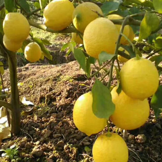 维C满满·黄柠檬 细嫩多汁 酸爽宜人精选鲜果 果园直发 商品图2