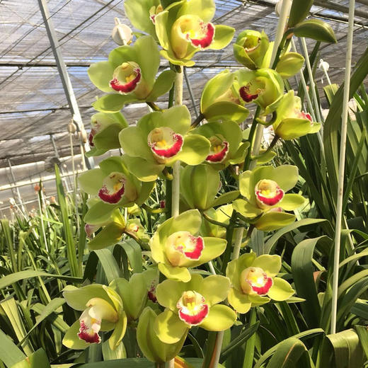 高贵观赏切花鲜花大花蕙兰2枝