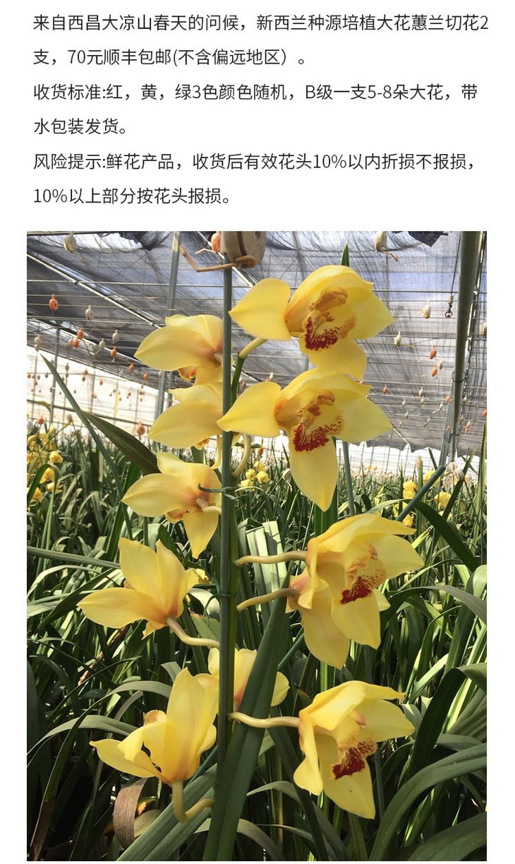 高贵观赏切花鲜花大花蕙兰2枝