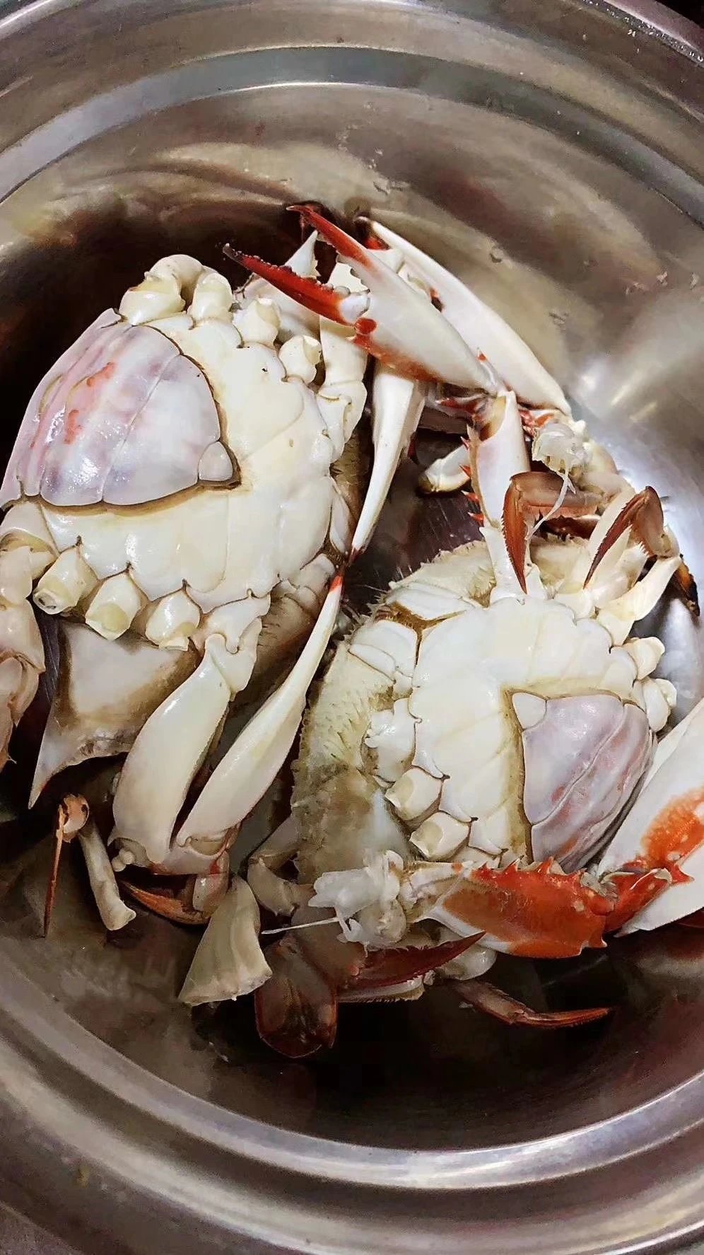 舟山野生红膏梭子蟹023斤约1213只东海野生现捕现发活蟹发货氧气