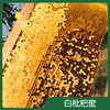 白枇杷蜜 商品缩略图0