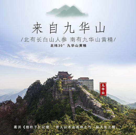 广播电台强烈推荐—黄精 九华山黄精茶 商品图1