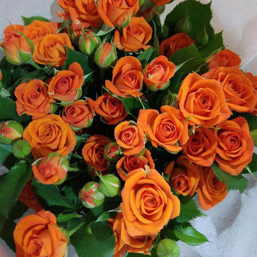 云南鲜花 基地直发 玫瑰花鲜花 橙色芭比【 10枝】 - 云小南