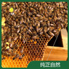 白枇杷蜜 商品缩略图2