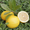 维C满满·黄柠檬 细嫩多汁 酸爽宜人精选鲜果 果园直发 商品缩略图3