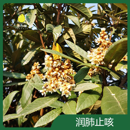 白枇杷蜜 商品图1