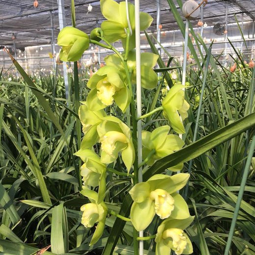 高贵观赏切花鲜花大花蕙兰2枝