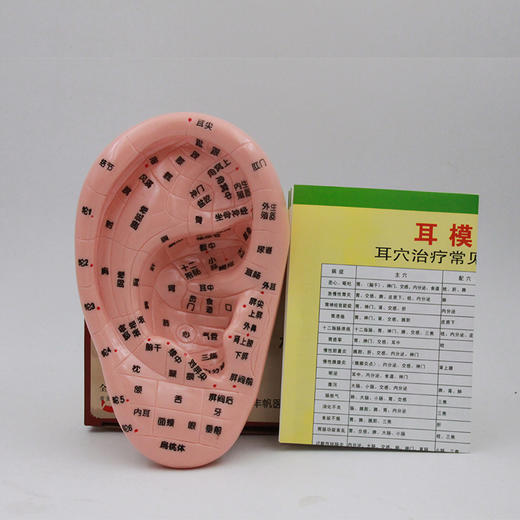丰帆丨耳穴模型 辅助教具 规范清晰 附带穴位对照表 商品图1