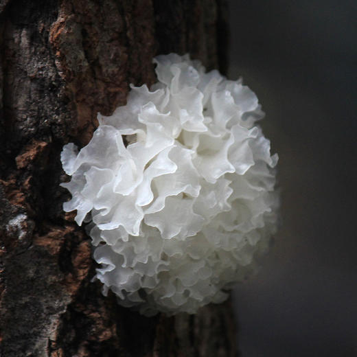 有机雪耳/银耳 | 中国地标银耳，有机认证，来自通江县，原生态青杠木生长，非菌包种植，营养更高 商品图0