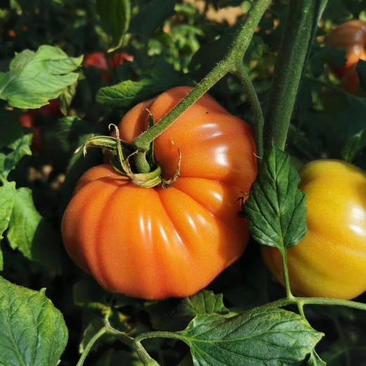 预售牛心番茄5斤产地直发生熟皆宜25日左右发货