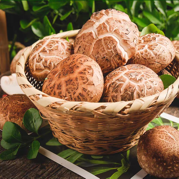 景宁深山高海拔花菇 500g