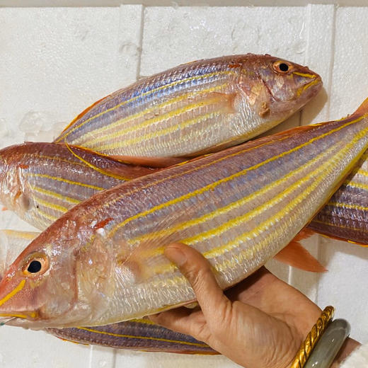 东山海鲜活鲜野生金线鱼蒜瓣肉质肉质鲜美无小杂刺非常适合宝宝老人