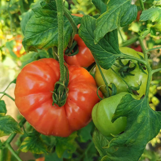 预售牛心番茄5斤产地直发生熟皆宜25日左右发货