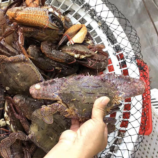 【海鲜精选】东山海鲜•活鲜黑蟹 壳硬肉满 堪称螃蟹届的肌肉男   多还少补 顺丰冷链配送 商品图6