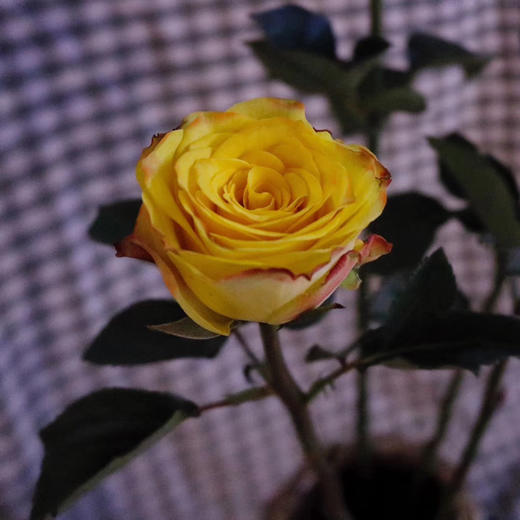 昆明发货逸禾优质新品玫瑰迷醉910枝