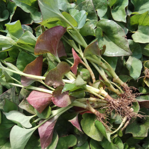 四川鱼腥草折耳根 新鲜现挖 脆嫩爽口