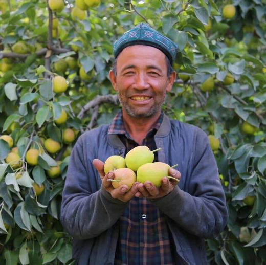 西域美农  新疆库尔勒香梨 顺丰发货 商品图5