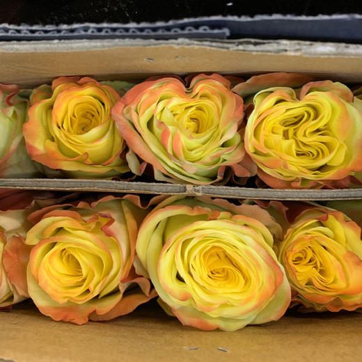 昆明发货逸禾优质新品玫瑰迷醉910枝